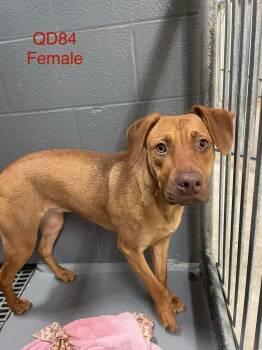 Belgian Shepherd Malinois and Vizsla Dogs Available for Adoption - Penny | PetCurious