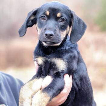 Rescue Mixed Breed Dogs for Adoption in Eastford, Connecticut - CT Ghostface | PetCurious