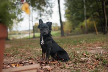 Rescue Chihuahua and Mixed Breed Dogs for Adoption in Gradyville, Kentucky - Bethany | PetCurious