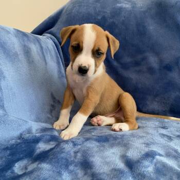 Catahoula Leopard Dog and Mixed Breed Dogs Available for Adoption in Greensboro, Georgia - Hamilton | PetCurious