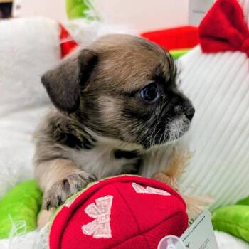 French Bulldog Dogs Available for Adoption - Aligot | PetCurious