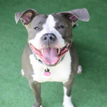Oreo -  Pit Bull Terrier Dog for Adoption in Roanoke, Virginia - Oreo | PetCurious