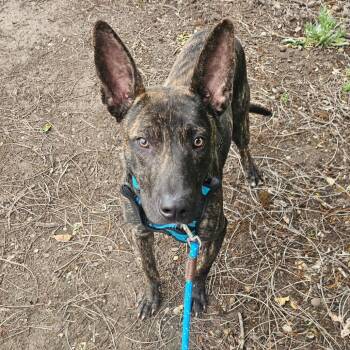 Mixed Breed Dogs Available for Adoption in Sonoma, California - Mouse | PetCurious