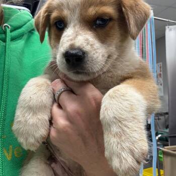 Anthony -  Australian Shepherd and Cattle Dog Dog for Adoption in Normal, Illinois - Anthony | PetCurious