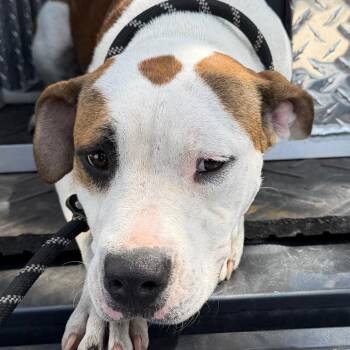 Rose -  Boxer and English Bulldog Dog for Adoption in Bronson, Florida - Rose | PetCurious