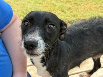 SASHA -  Rat Terrier and Mixed Breed Dog for Adoption in Tulsa, Oklahoma - SASHA | PetCurious