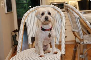 Havanese Dogs Available for Adoption in Rockville, Maryland - Gertie | PetCurious