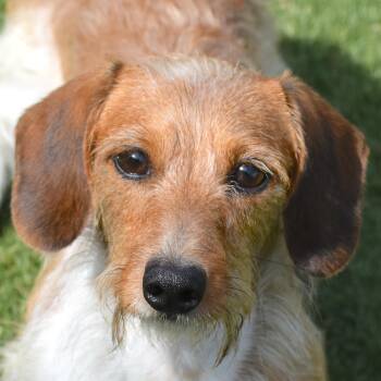 Raichu -  Dachshund Dog for Adoption in Auburn, Nebraska - Raichu | PetCurious