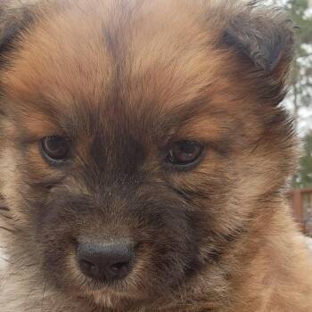 Mixed Breed Dogs Available for Adoption - Raspberry | PetCurious