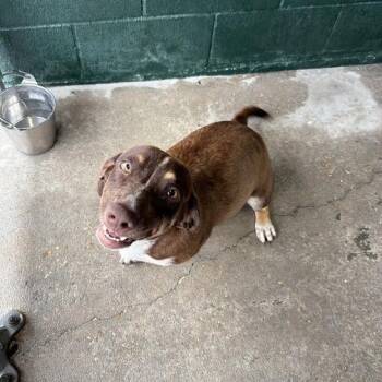 Dachshund and Terrier Dogs Available for Adoption in Carencro, Louisiana - Vanellope Von Schweetz | PetCurious