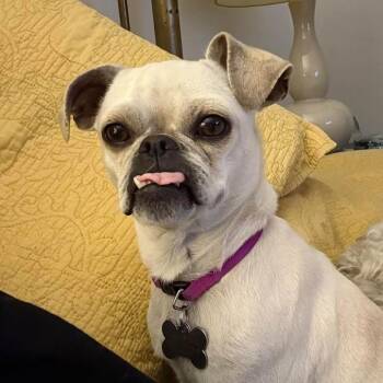 Pug and Chihuahua Dogs Available for Adoption - Gnocchi | PetCurious