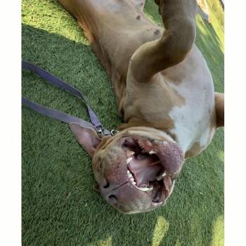 Alana - ECAS -  Pit Bull Terrier and Mixed Breed Dog for Adoption in Pleasanton, California - Alana - ECAS | PetCurious