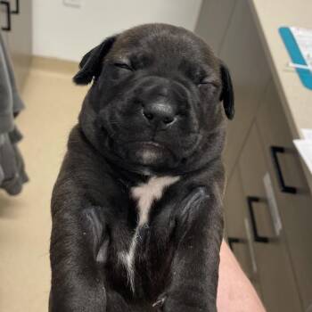 Pit Bull Terrier and Mixed Breed Dogs Available for Adoption in Austin, Texas - Boaz | PetCurious