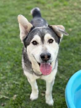 POPS -  Siberian Husky and Mixed Breed Dog for Adoption in Riverside, California - POPS | PetCurious
