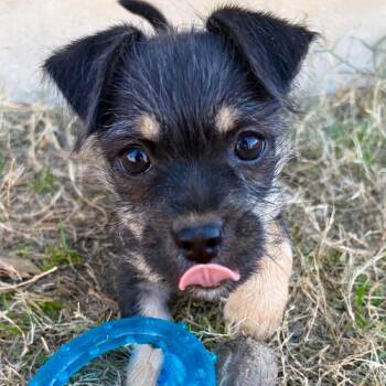 Chihuahua and Terrier Dogs Available for Adoption - Obi | PetCurious