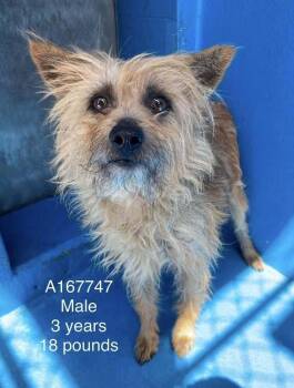 Ranch -  Terrier and Mixed Breed Dog for Adoption in Calgary, Alberta - Ranch | PetCurious