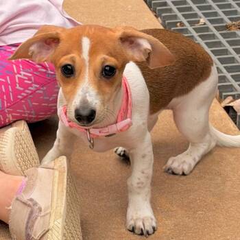 Dachshund Dogs Available for Adoption in Duncan, Oklahoma - Marie Laveau | PetCurious