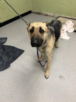 German Shepherd Dog Dogs Available for Adoption in Indianapolis, Indiana - HAZEL | PetCurious