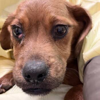 Mixed Breed Dogs Available for Adoption - Papas Cupcakeria | PetCurious