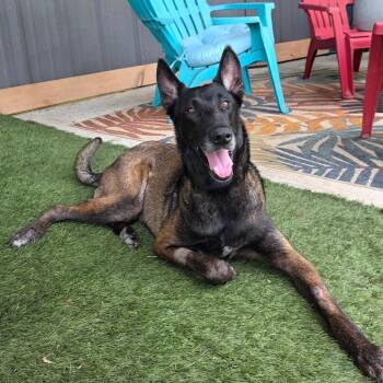 Belgian Shepherd Malinois Dogs Available for Adoption in Austin, Texas - Cairo DD | PetCurious
