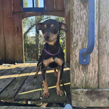 Rescue Chihuahua Dogs for Adoption in Park Row, Texas - Calista | PetCurious