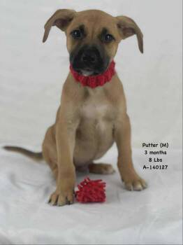 Rescue Shepherd Dogs for Adoption in Holbrook, New York - PUTTER | PetCurious