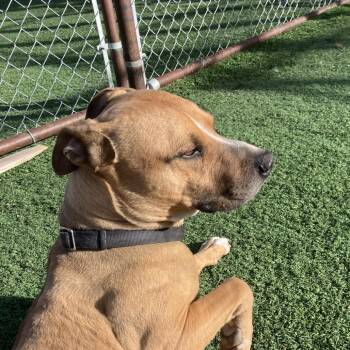 Pit Bull Terrier Dogs Available for Adoption in Salt Lake City, Utah - Norman | PetCurious