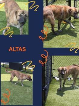 ATLAS -  German Shepherd Dog and Golden Retriever Dog for Adoption in Kenansville, North Carolina - ATLAS | PetCurious