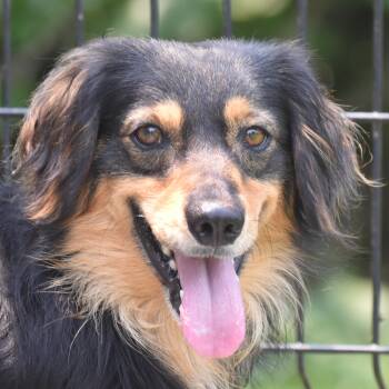 Daffy -  Australian Shepherd and Dachshund Dog for Adoption in Auburn, Nebraska - Daffy | PetCurious