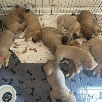 Mastiff and Australian Cattle Dog Blue Heeler Dogs Available for Adoption in Agua Dulce, California - Mastiff/Aussie Mix Puppies-girls | PetCurious