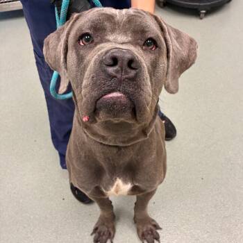 Valkyrie -  Cane Corso Dog for Adoption in Abilene, Texas - Valkyrie | PetCurious