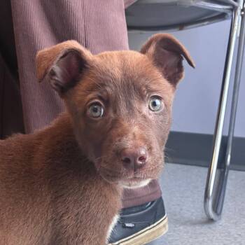 Canora -  Pit Bull Terrier Dog for Adoption in Clavet, Saskatchewan - Canora | PetCurious