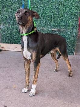 BOBBY -  Mixed Breed Dog for Adoption in El Paso, Texas - BOBBY | PetCurious