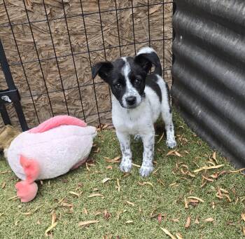 Dezba -  Border Collie and Australian Cattle Dog Blue Heeler Dog for Adoption in Apache Junction, Arizona - Dezba | PetCurious