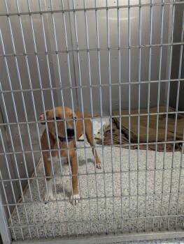 Rescue Labrador Retriever and Mixed Breed Dogs for Adoption in Brunswick, Georgia - LILAC | PetCurious