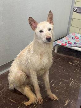 German Shepherd Dog Dogs Available for Adoption in Effingham, Illinois - Glacier | PetCurious