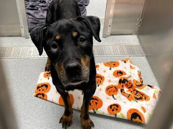 Rottweiler Dogs Available for Adoption in Tustin, California - ELLEN | PetCurious