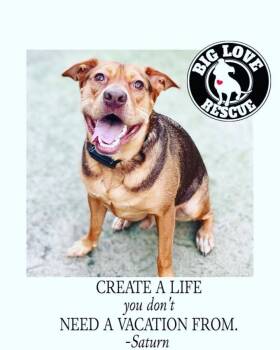 Saturn -  Vizsla and German Shepherd Dog Dog Available for Adoption - Saturn | PetCurious