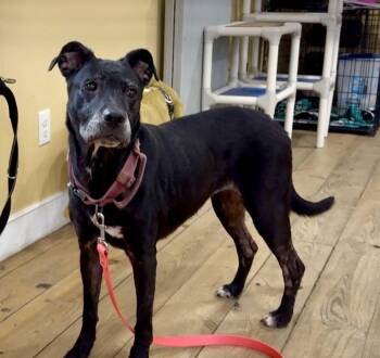 Jenny -  Labrador Retriever Dog for Adoption in Phoenixville, Pennsylvania - Jenny | PetCurious