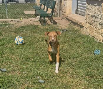 Churro -  Mixed Breed Dog for Adoption in Schertz, Texas - Churro | PetCurious