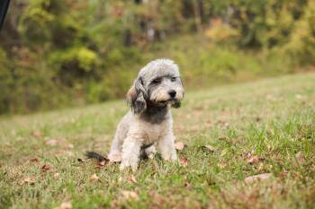 Rescue Miniature Poodle and Bichon Frise Dogs for Adoption in Gradyville, Kentucky - Halden | PetCurious
