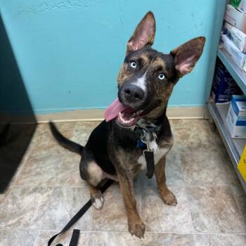 Rescue Terrier and Mixed Breed Dogs for Adoption in Boerne, Texas - Valor | PetCurious