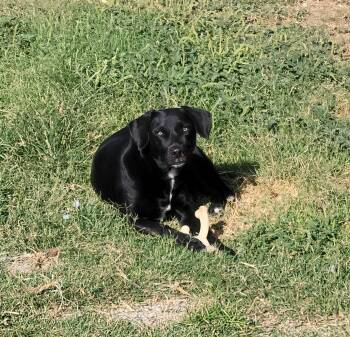 Rescue Black Labrador Retriever Dogs for Adoption in Kirby, Texas - Raven | PetCurious