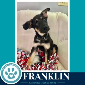 Franklin 062026 -  German Shepherd Dog Dog for Adoption in Kimberton, Pennsylvania - Franklin 062026 | PetCurious