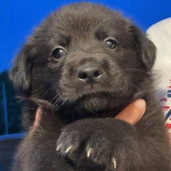 Dolinger Male Pup 2-10 -  German Shepherd Dog and Golden Retriever Dog for Adoption in Fairfax Station, Virginia - Dolinger Male Pup 2-10 | PetCurious