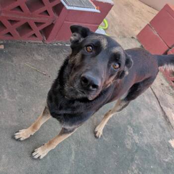 Spazzy -  German Shepherd Dog Dog for Adoption in Tulsa, Oklahoma - Spazzy | PetCurious