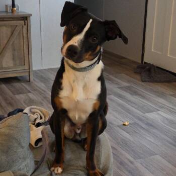 King -  Mixed Breed Dog for Adoption in Mentor, Ohio - King | PetCurious