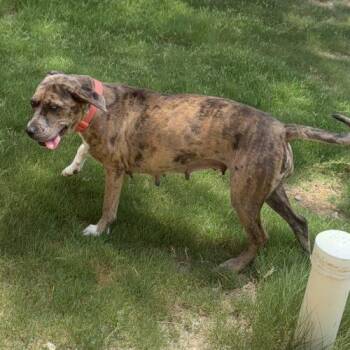 Tessa -  Catahoula Leopard Dog Dog for Adoption in Sanford, North Carolina - Tessa | PetCurious