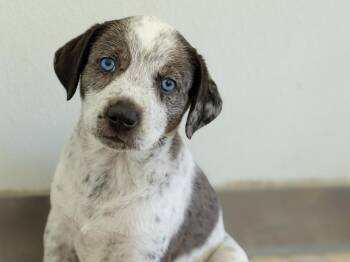 Dulcet -  Catahoula Leopard Dog and German Shorthaired Pointer Dog for Adoption in Republic, Washington - Dulcet | PetCurious