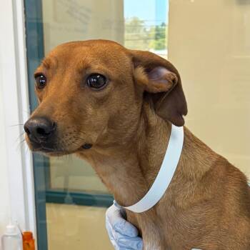 Elsie -  Feist and Whippet Dog for Adoption in Nashville, Tennessee - Elsie | PetCurious